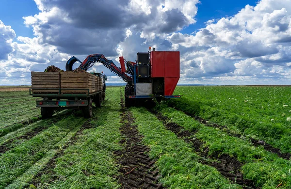 Kombajn Marchewki Rozładowujący Się Przyczepie Traktora Nowoczesna Technologia Zbiorów Rolnych — Zdjęcie stockowe