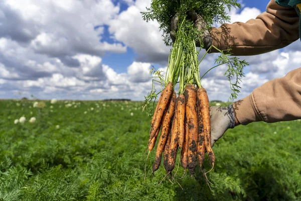 农民在胡萝卜地里手握一束新鲜收获的胡萝卜 2022年胡萝卜收获已经开始 胡萝卜的商业生产与管理 — 图库照片