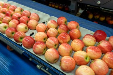 Taze Elmalar, Taze Üretim Dağıtım Merkezi 'nde Çevre dostu Paketleme Taşıma Kayışı. Gıda işleme tesisinde Taze Elma Paketleme. Elmalar Tüketici Birimlerinde.