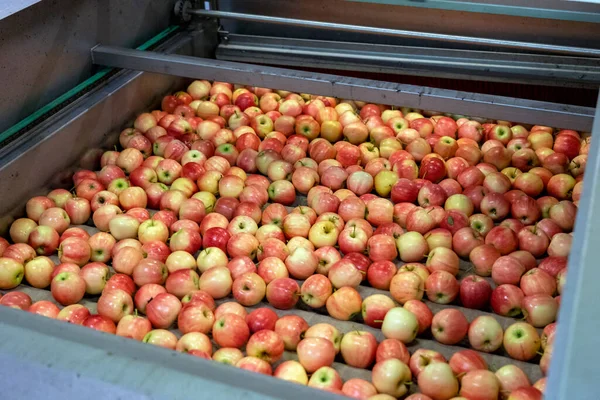 Świeże Jabłka Poruszające Się Pod Pędzlami Wewnątrz Apple Cleaning Waxing — Zdjęcie stockowe
