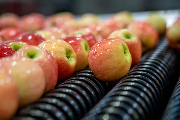 Sorted Graded Clean Fresh Apples Conveyor Belt Food Processing Machinery — Stock Photo, Image
