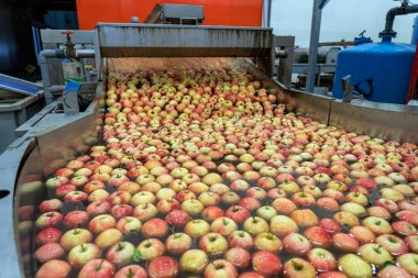 Elmalar Yüzüyor ve Yıkandı ve Su Tankı Taşımacılığında Taşındı. Markete Paketleme Evi Prior Distribution 'daki en hızlı Apple işlemciliği. Elma Temizleme, Sıralama, Sınıflandırma ve Cilalama. 
