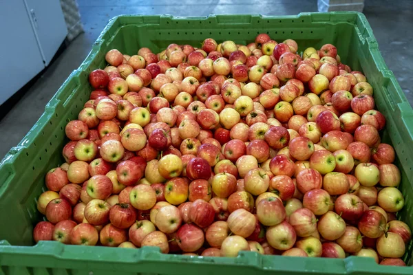 Odbiór Przetwarzanie Jabłek Dużych Obiektach Pakowania Owoców Przed Dystrybucją Rynek — Zdjęcie stockowe