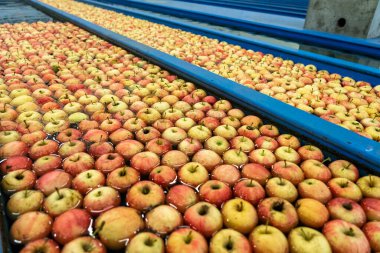 Taze Elma Yıkama ve Sıralama Elma Flumes in Fruit Paketleme Deposu. Apple, Prior Distribution 'ı pazara alıyor ve işliyor. Gıda Sanayisinde Gıda Güvenliği.