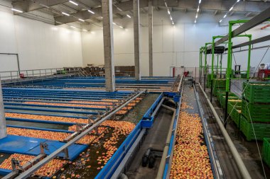 Elmaların yüzdüğü, yıkandığı, sıralandığı ve su tankı taşıyıcısıyla taşındığı meyve paketleme tesisi. Apple Pre-Sıralama Çizgileri ve Apple Flumes. Meyve Paketleme Evi 'nde Elma Alma ve İşleme.