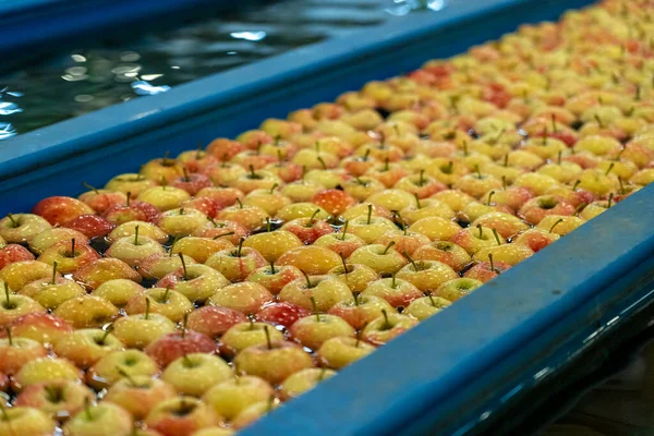 Taze Elmalar Elma Flumes Fruit Packing Warehouse Suda Hareket Ediyor — Stok fotoğraf