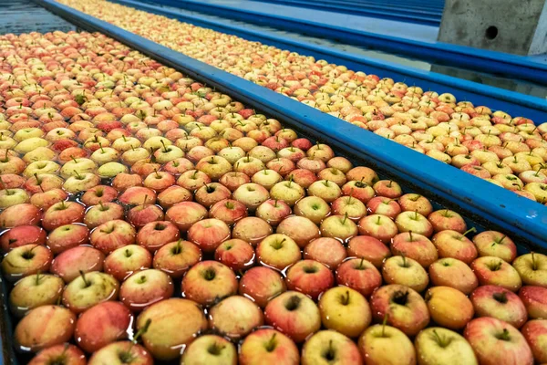 Świeże Jabłka Pranie Sortowanie Apple Flumes Magazynie Fruit Packing Odbiór — Zdjęcie stockowe