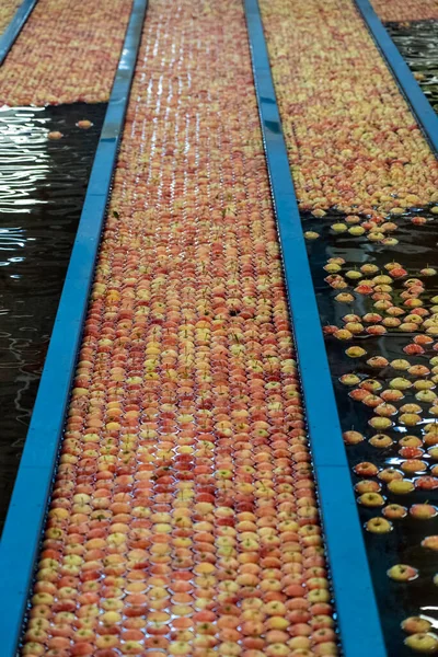 Apple Vorsortieranlagen Mit Strömung Von Äpfeln Durch Wasser Apple Flumes — Stockfoto