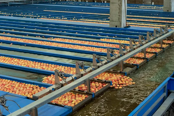Linia Sortująca Pakowalnie Jabłkami Ramkach Produkcji Postharvest Linie Wstępnego Sortowania — Zdjęcie stockowe