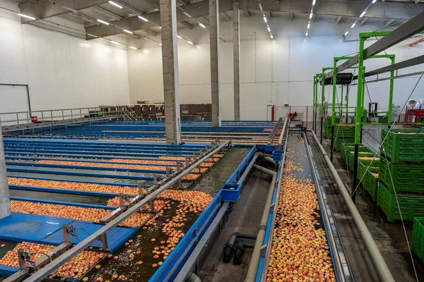 Obstverpackungsanlage Mit Schwimmenden Gewaschenen Sortierten Und Transportierten Äpfeln Wassertank Apple — Stockfoto