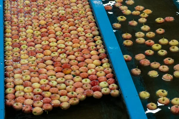 Flow Apples Water Apple Flumes Fruit Packing Warehouse Apple Receiving — Stock Photo, Image