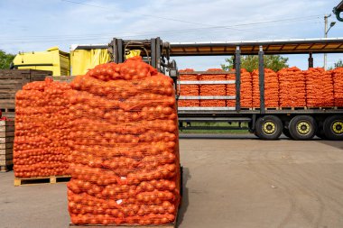 Forklift, markete Dağıtım Aracı 'na Taze Soğan Torbası Yüklüyor. Soğan Hasadı Kampanyası 2022. Kamyon Paletli Soğan Torbaları Ağa Sarılı, Taşımaya Hazır.
