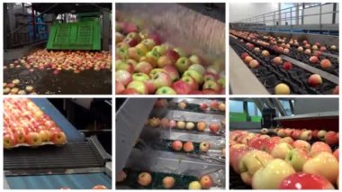 Apple Processing in Large Fruit House Facility Distribution to Market - Kavramsal Video Kolajı. Elma Tutuşu 'nun hemen ardından. Elma Temizleme, Sıralama, Sınıflandırma ve Toplama Hattı.