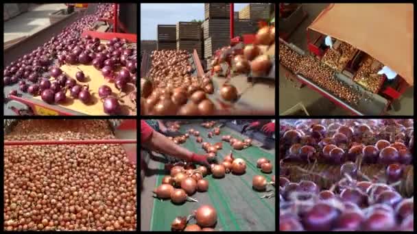 2016 Onion Processing Packing House Facility Priest Distribution Market Multi — 비디오