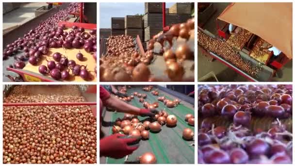 Postharvest Bulk Handling Onions Distribution Warehouse Conceptual Video Collage Procesamiento — Vídeo de stock