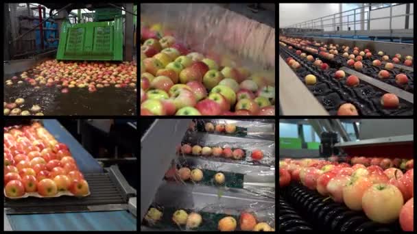 市場への配布前にフルーツパッキングハウス施設でのアップルの受信と処理 マルチスクリーンビデオ 収穫後のリンゴの取り扱い Apple Washing Sorting Grading Packing Line — ストック動画
