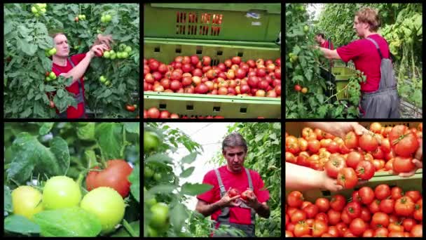温室番茄生产 概念多屏幕视频 新鲜收获的番茄在农民手中 农业生产 番茄生长在温室里 蔬菜种植 — 图库视频影像
