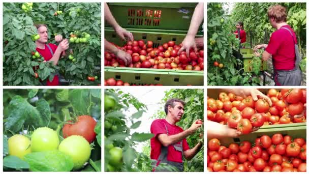 商业番茄生产 概念视频拼接 温室蔬菜生长 新鲜收获的番茄在农民手中 农业生产 生长在温室里的番茄 — 图库视频影像