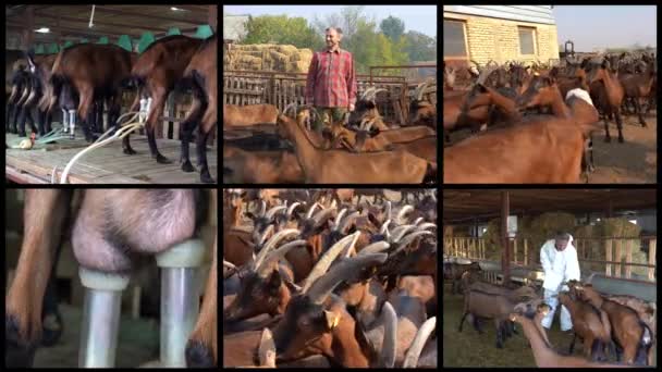 Agricultura Cabra Orgânica Multi Screen Video Cabras Sendo Ordenhadas Por — Vídeo de Stock