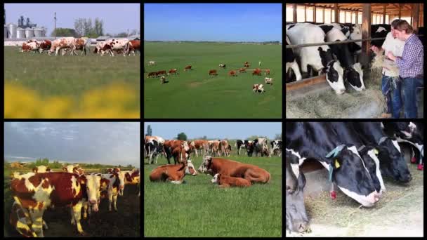 Мультиэкранное Видео Скотоводстве Стадо Коров Пасущихся Зеленом Пастбище Животноводство Молочные — стоковое видео