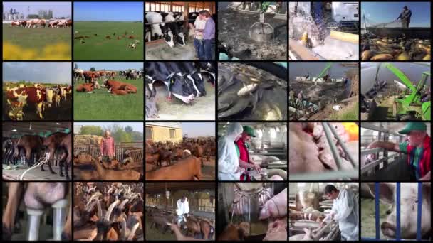 Animal Agriculture Aquaculture Video Wall Free Range Farming Sustainable Agriculture — Stock Video