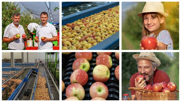 Recogida Manzanas Family Orchard Niña Padre Comiendo Manzanas Huerto Agricultura Imagen De Stock