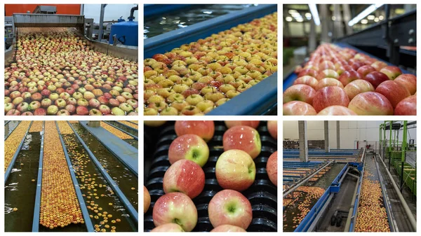 Apple Washing Grading Sorting Packing Line Fruit Packing House Interior Fotos de stock libres de derechos