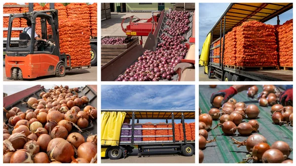 Výroba Zpracování Cibule Balírně Předchozí Distribuce Trh Fotokoláž Loading Truck Stock Snímky