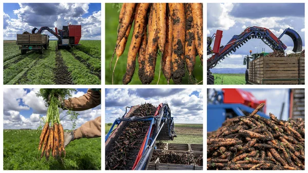 Photo Colgrage Carrot Harvester Unloading Tractor Trailer 버라이어티 했습니다 생산성의 — 스톡 사진