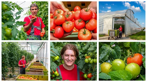 商业温室番茄生产 照片拼贴 新鲜收获的番茄在农民手中 农业生产 番茄生长在温室里 蔬菜种植 — 图库照片