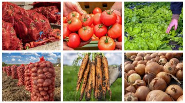 Sebze Ürünleri Üretimi ve Yönetimi - Fotoğraf Kolajı. Domates, marul, kırmızı biber, soğan, patates ve havuç yetiştirme ve hasat. Yiyecek ve çiftçilik. Sebze Kolajı.