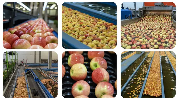 Produkcja Przetwórstwo Jabłek Kolaż Fotograficzny Apple Pranie Klasyfikacja Sortowanie Pakowanie Zdjęcie Stockowe