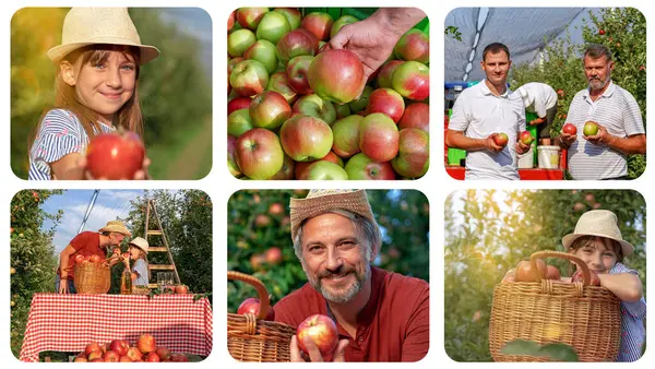 Zbieranie Jabłek Rodzinnym Sadzie Zarządzanie Zbiorami Jabłek Photo Collage Mała Obraz Stockowy
