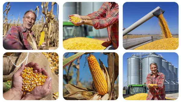 コーン生産コラージュ ハッピーファーマーは 穀物サイロに対する収穫されたトウモロコシのトウモロコシの穀物を示しています トラクタートレーラーに穀物をアンロードするハーベスターを組み合わせます コーン ロイヤリティフリーのストック画像