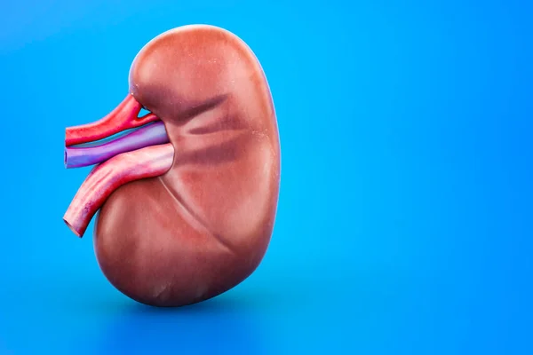 Human Kidney, 3D rendering isolated on blue background