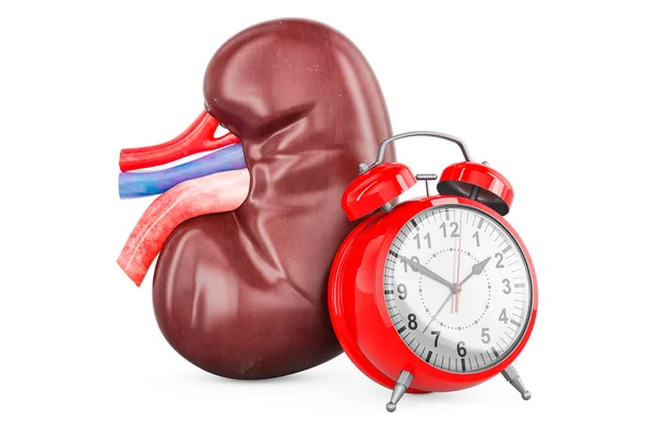 Human Kidney Alarm Clock Rendering Isolated White Background — Stock Photo, Image