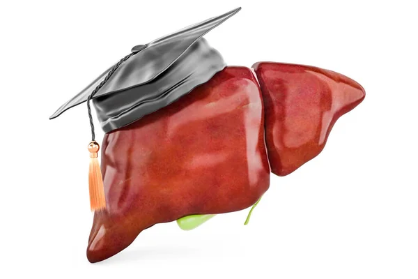 Fígado Humano Com Vesícula Biliar Com Chapéu Educativo Renderização Isolada — Fotografia de Stock