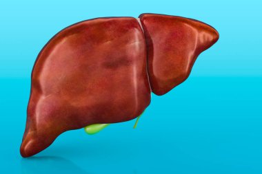 Mavi arka planda safra kesesi olan sağlıklı insan karaciğeri.