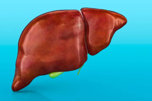 Gesunde Menschliche Leber Mit Gallenblase Auf Blauem Hintergrund Rendering — Stockfoto