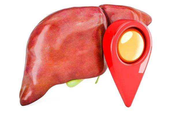Hígado Humano Con Vesícula Biliar Con Puntero Mapa Representación Aislada —  Fotos de Stock