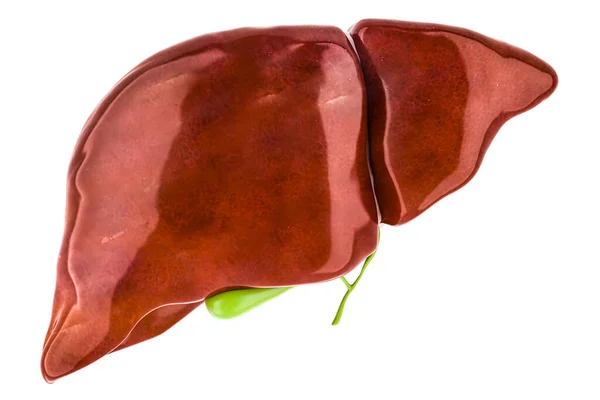 Hígado Humano Con Vesícula Biliar Representación Aislada Sobre Fondo Blanco —  Fotos de Stock
