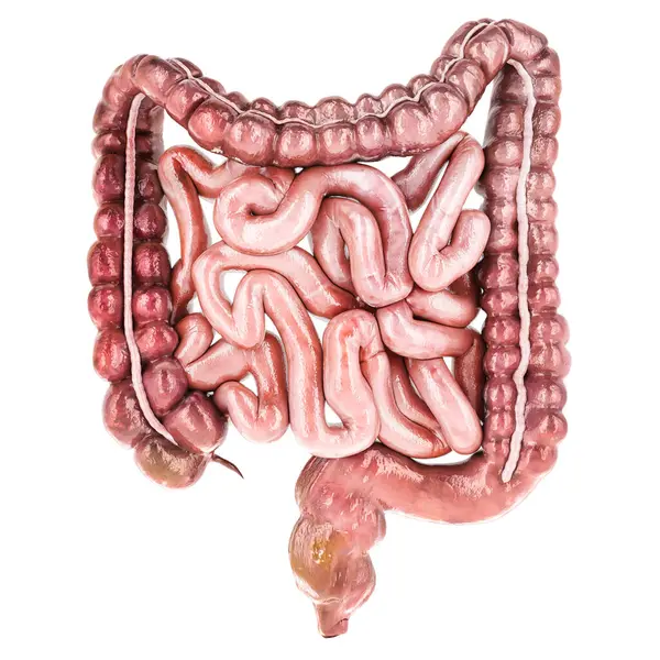 人間の腸 フロントビュー 白い背景で隔離された3Dレンダリング — ストック写真