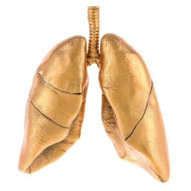 Altın insan akciğerleri, beyaz arkaplanda 3 boyutlu görüntüleme