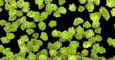 Romanesco brokoli düşüyor ve ekranı dolduruyor. Şeffaf arkaplanda 3B canlandırma