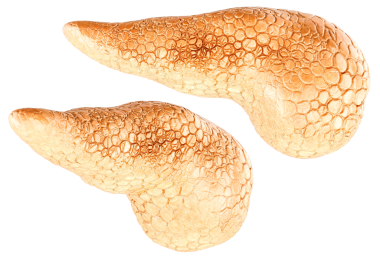 Pankreas, dokulu yüzeyi olan anatomik 3D model. Şeffaf arkaplanda 3B görüntüleme izole edildi