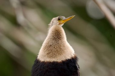 Chicago Nehri 'ne bakan Merchandise Mart