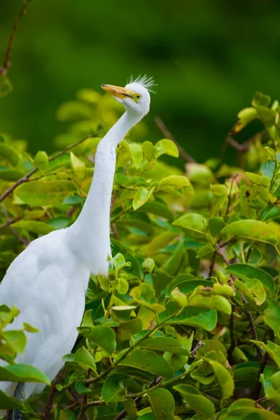 Bataklıklarda Karlı Akbalıkçıl