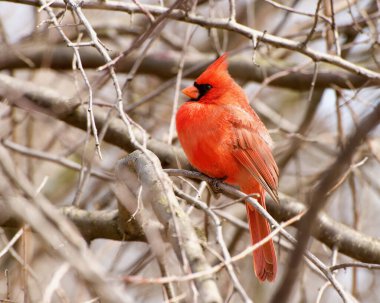 Kardinal kışın Chicago 'daki Montrose Point Kuş Sığınağı' nda bir dala tünedi.