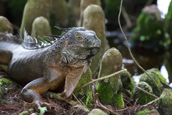 stock image Male Green Iguana in lounging under Euclyptus treees in Delray Beach Florida