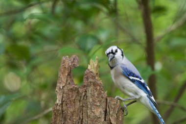 Mavi Jay Ağaç kütüğüne tünemiş